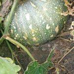 IMG-20230730-WA0080