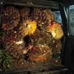 IMG-20240520-WA0039