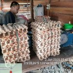 IMG-20251217-WA0137(2)
